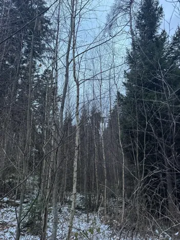 Prodej lesa, Vacov, 14711 m2