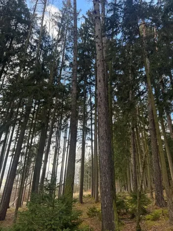 Prodej lesa, Petrovice II, 11117 m2