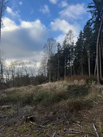 Prodej lesa, Petrovice II, 11117 m2