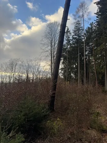 Prodej lesa, Petrovice II, 11117 m2