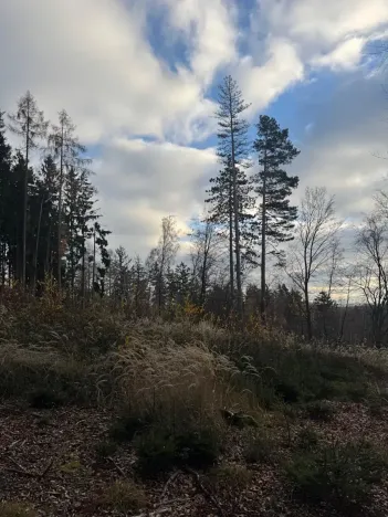 Prodej lesa, Petrovice II, 11117 m2