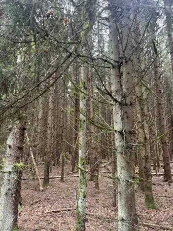 Prodej lesa, Dvory nad Lužnicí, 3483 m2