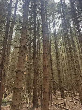 Prodej lesa, Dvory nad Lužnicí, 3483 m2