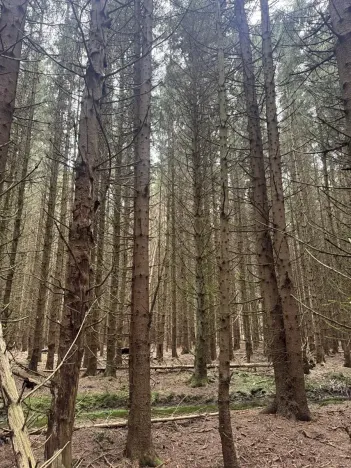 Prodej lesa, Dvory nad Lužnicí, 3483 m2