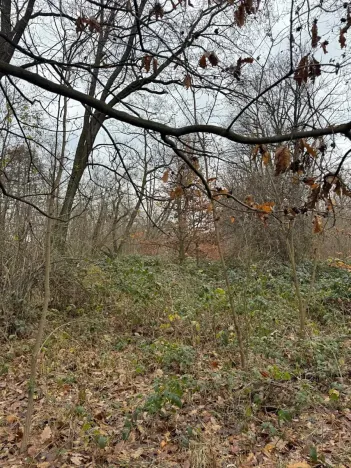 Prodej podílu lesa, Lesonice, 6189 m2