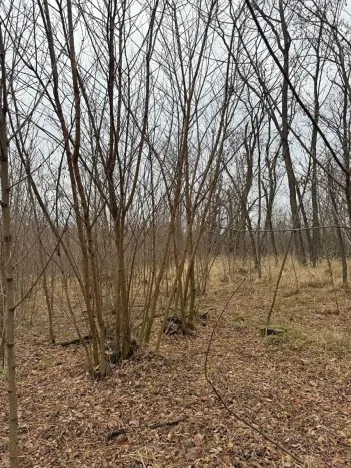 Prodej podílu lesa, Lesonice, 6189 m2