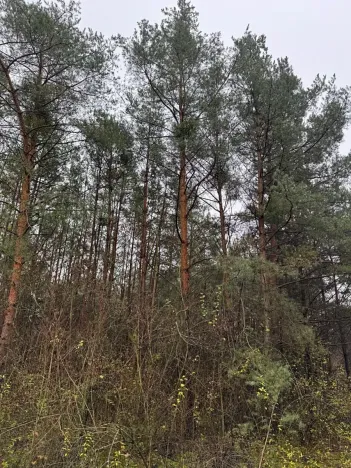 Prodej lesa, Budyně nad Ohří, 3677 m2