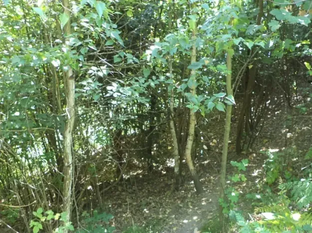 Dražba pozemku pro bydlení, Stará Paka, 1210 m2