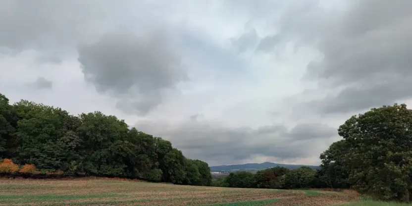 Prodej lesa, Kozly, 6000 m2