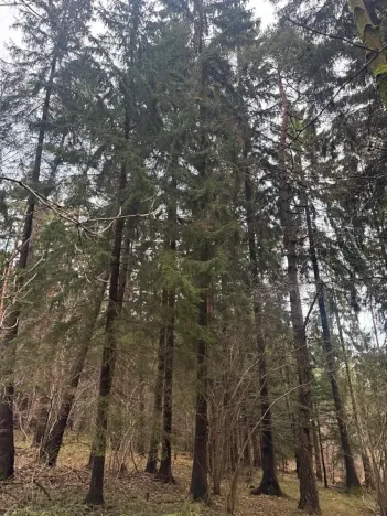 Prodej podílu lesa, Francova Lhota, 1929 m2