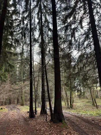 Prodej podílu lesa, Francova Lhota, 1929 m2