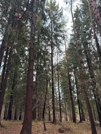 Prodej podílu lesa, Francova Lhota, 1929 m2