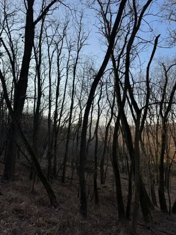 Prodej lesa, Mělnické Vtelno, 2736 m2