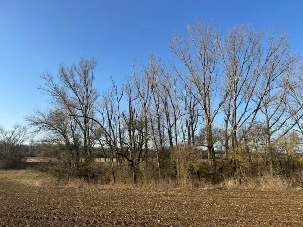 Prodej lesa, Mělnické Vtelno, 2736 m2