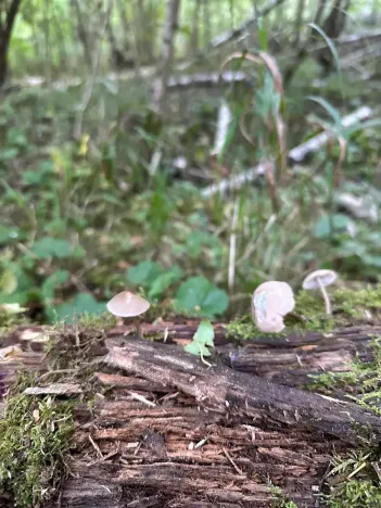 Prodej pozemku pro bydlení, Luštěnice, 9366 m2