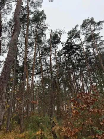 Prodej podílu lesa, Poříčany, 7349 m2