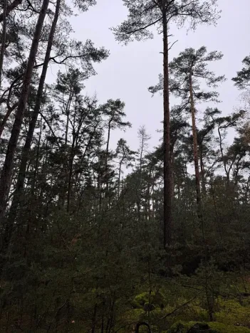 Prodej podílu lesa, Poříčany, 7349 m2