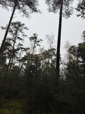 Prodej podílu lesa, Poříčany, 7349 m2