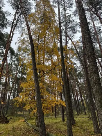 Prodej podílu lesa, Poříčany, 7349 m2