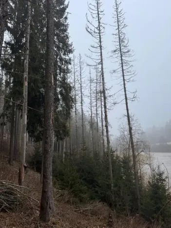 Prodej podílu lesa, Vacov, 23843 m2