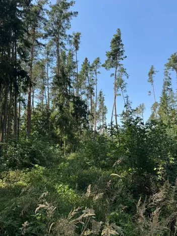 Prodej lesa, Bolehošť, 3558 m2