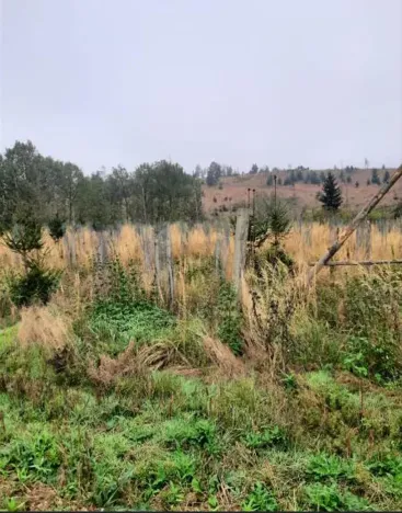 Prodej lesa, Vladislav, 11904 m2