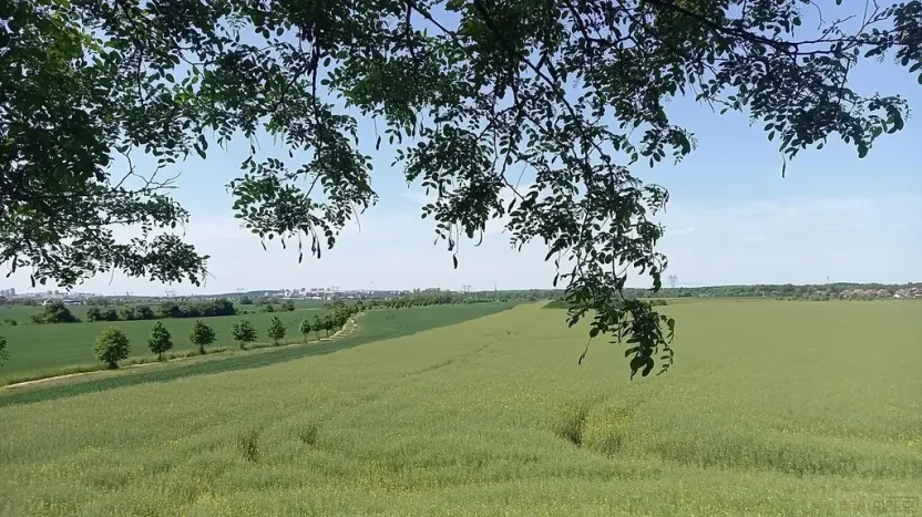 Prodej pole, Čestlice, Říčanská, 3118 m2