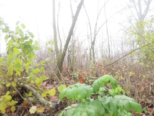 Dražba zahrady, Staré Město, 490 m2