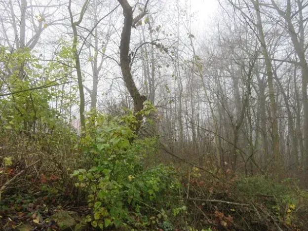 Dražba zahrady, Staré Město, 490 m2