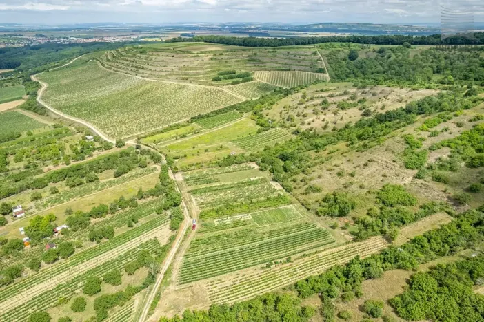 Prodej sadu/vinice, Pouzdřany, 1120 m2