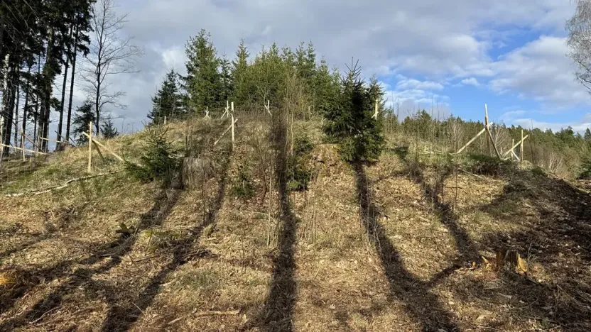 Prodej lesa, Pecka, 35108 m2