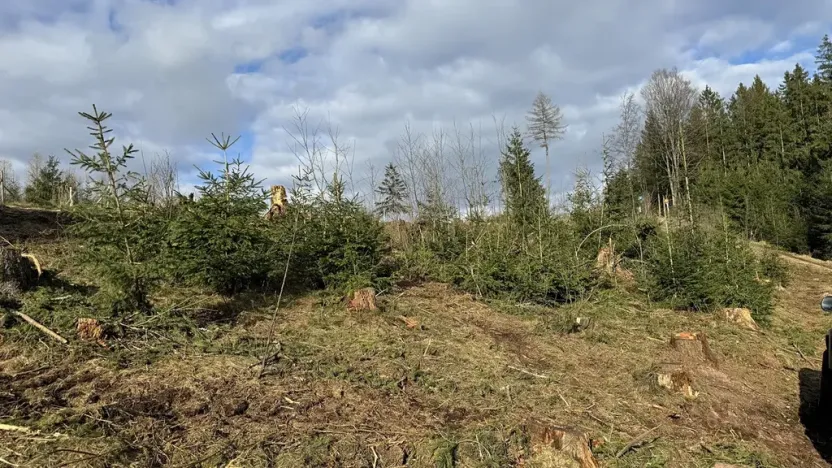 Prodej lesa, Pecka, 35108 m2