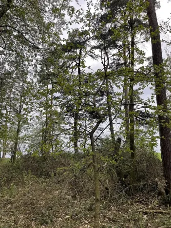 Prodej lesa, Plzeň, 5650 m2