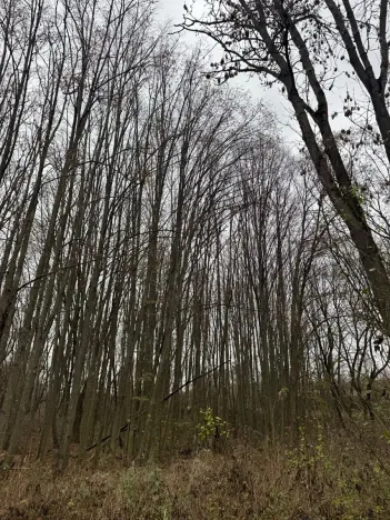 Prodej lesa, Čejkovice, 8895 m2