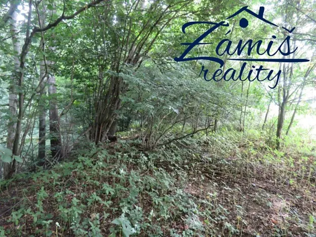 Prodej lesa, Pohledy, 7200 m2