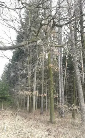 Prodej lesa, Ochoz, 1833 m2