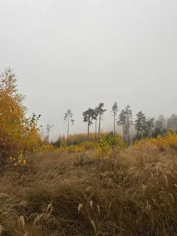 Prodej podílu lesa, Úboč, 4513 m2