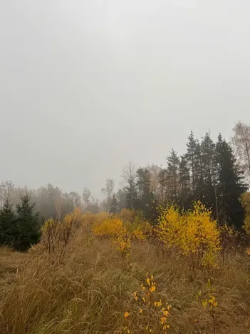 Prodej podílu lesa, Úboč, 4513 m2