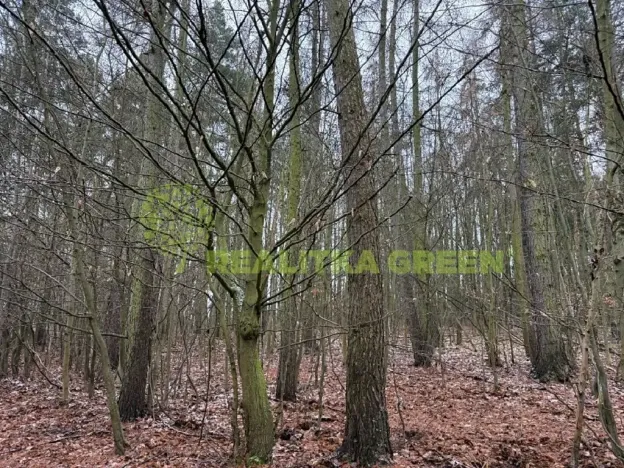 Prodej lesa, Konice, 10385 m2