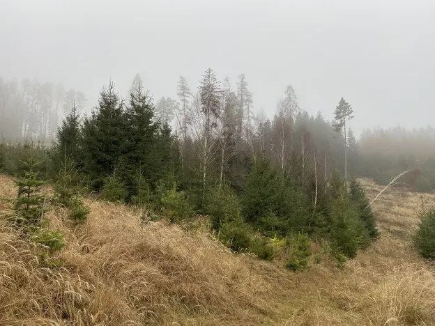 Prodej lesa, Městečko Trnávka - Lázy, 6313 m2