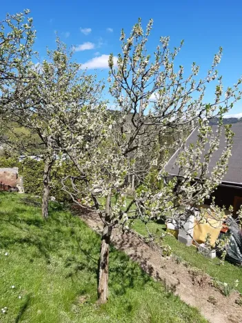 Prodej zahrady, Desná, Sokolská, 775 m2