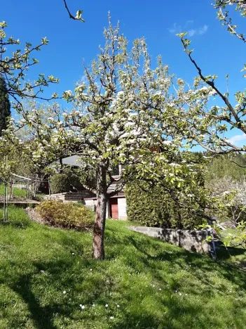 Prodej - jiné, Desná, Sokolská, 18 m2