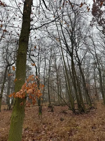 Prodej lesa, Citonice, 1777 m2