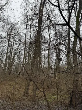 Prodej podílu lesa, Mutěnice, 1819 m2