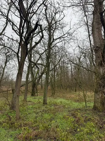 Prodej lesa, Mutěnice, 5100 m2