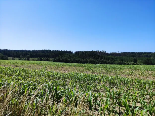 Prodej zahrady, Černovice - Panské Mlýny, 4180 m2