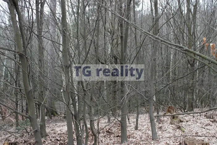 Prodej lesa, Babice, 8867 m2