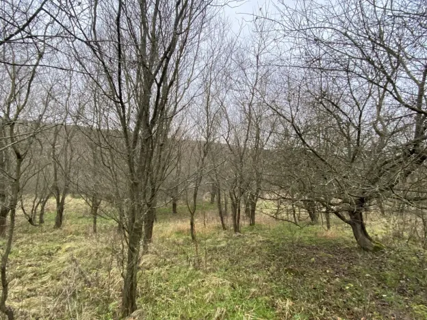 Prodej lesa, Šarovy, 11619 m2