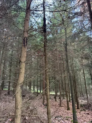 Prodej lesa, Poleň, 11901 m2