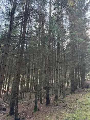 Prodej lesa, Poleň, 11901 m2